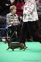 Crufts2011_2 1615